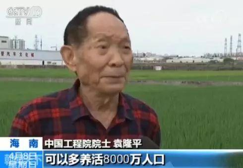 海水稻今年将首次全国大范围试种  袁隆平：可多养活8千万人口