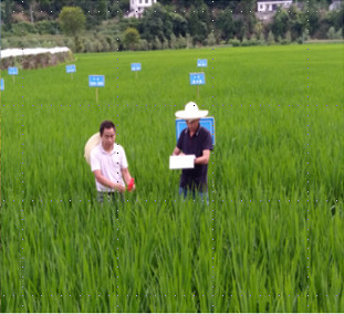 国家杂交水稻工程技术研究中心项目